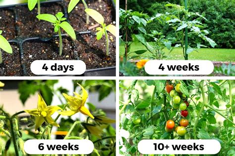 長茎術 何センチ伸びる ～植物の成長と人間の欲望の狭間で～