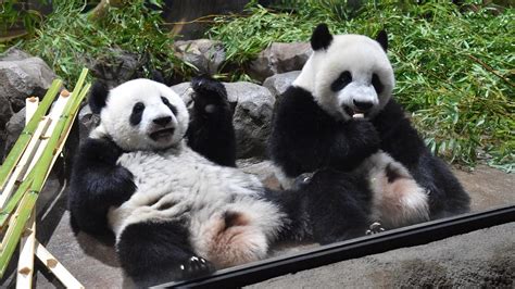 上野動物園 アクセス そして、なぜパンダは地下鉄に乗らないのか？